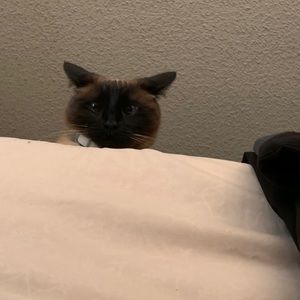 Meet your Posher, Elizabeth